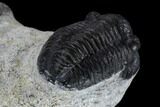 Three Detailed Gerastos Trilobite Fossils - Morocco #119021-3